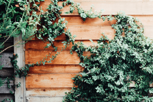 The_Field_2-min The_Field_2-min