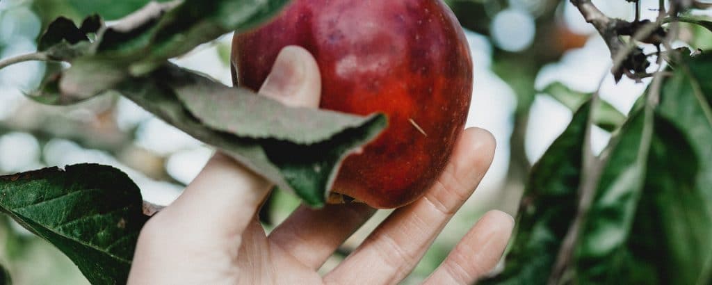 hand die appel van boom pakt; laaghangend fruit