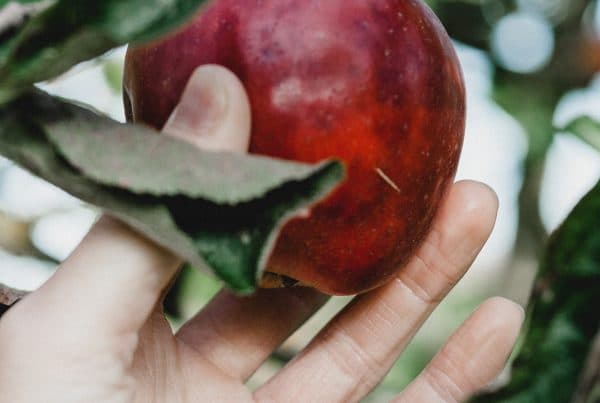 hand die appel van boom pakt; laaghangend fruit