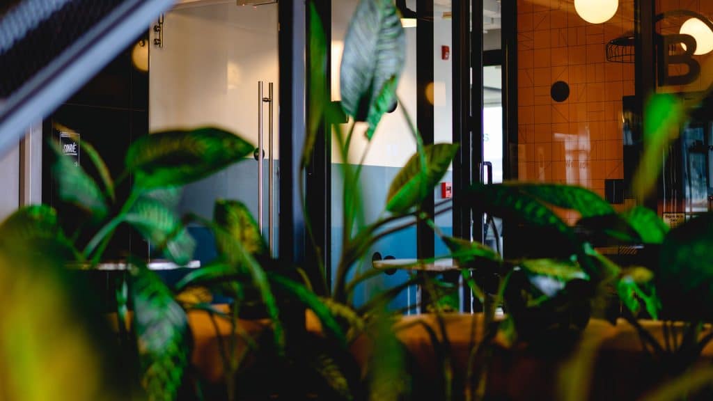 planten in een kantoorsetting